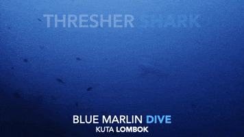 Thresher Shark GIF by BMKL