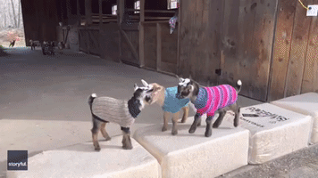 Sweaters in Season for Energetic Goats at Maine Farm