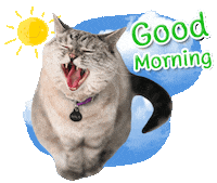 Cat Morning Sticker