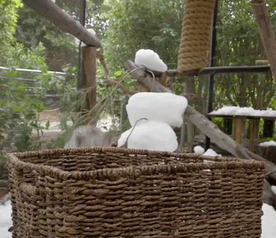 snow day love GIF by San Diego Zoo