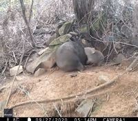 Trailcam Catches Wombat and Joey's Adorable Playtime at Tasmania Property