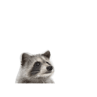 Sticker Raccoon Sticker by TELUS