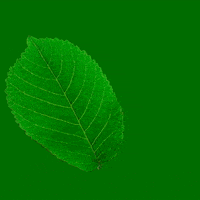 Plant Based Vegan GIF by Poderosa Veg