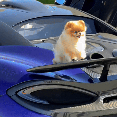 Super Car Cute Dog GIF