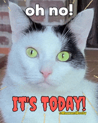 Oh No Cat GIF