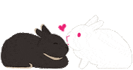 Heart Love Sticker by rabbitomart