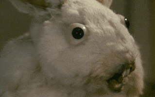 stop motion rabbit GIF