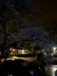 Trees Shimmer at Night as Ice Storm Hits Kentucky