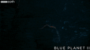 blue planet fire GIF by BBC Earth