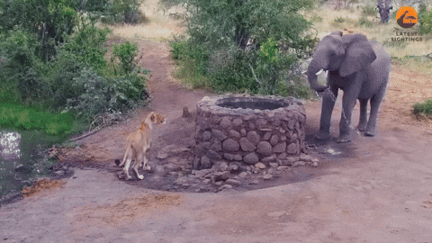 cuteanimalland giphyupload GIF