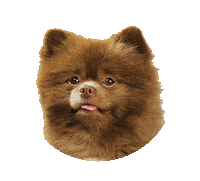 Dog Smile Sticker by Bertie The Pom