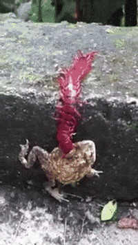 toad centipede GIF