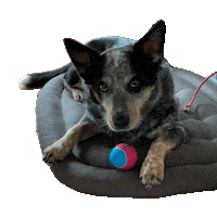 vamedia_marketing dog dogs tongue hund Sticker