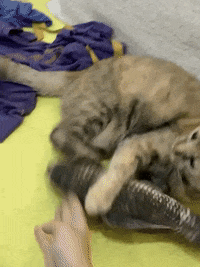 awberrydesign andrinawildberry awberry andrinawild catchyou GIF