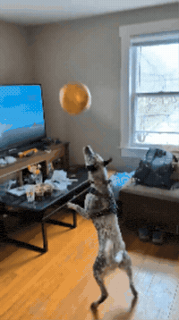 Farmdogblue GIF