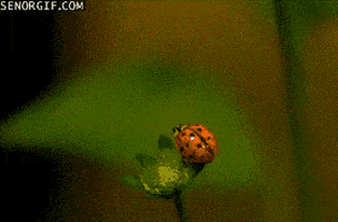 flying lady bug GIF by Cheezburger