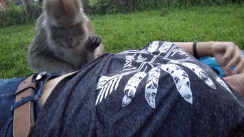 Macaque Grooms His Owner With Light Slaps