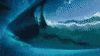 Surfing Hawaii GIF by 50statesproject