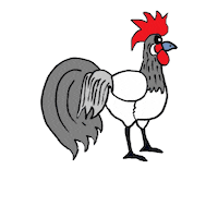 Chicken Rooster Sticker