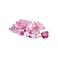 Cherry Blossom Flower Sticker