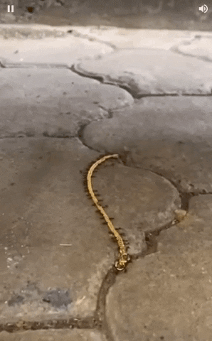 yj_jane giphygifmaker GIF