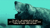 Basset Hound Water GIF by Four Rest Films