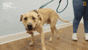 Happy Dogs GIF by Nat Geo Wild