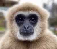 People Keep GIF