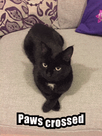 Black Cat Good Luck GIF