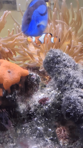 Simongip giphyupload GIF