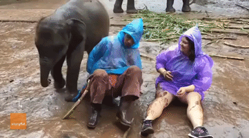 West Virginia Woman Rolls About With Playful Baby Elephant in Thailand