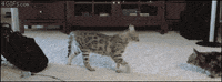 cat tag GIF