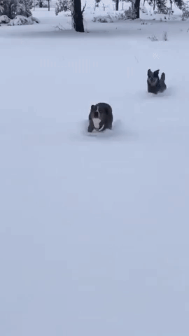 Dogs Enjoy Snow in Arizona 