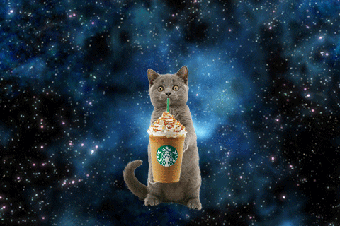 cat space GIF