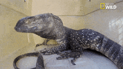 nat geo wild pets GIF by Dr. K's Exotic Animal ER