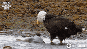 bbc one bear GIF by BBC
