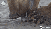 bbc one bear GIF by BBC