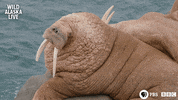 bbc one bear GIF by BBC