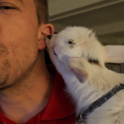 Baby Goat Attempts to Feed From Man's Earlobe
