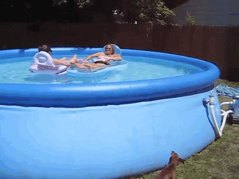 americas funniest home videos GIF by AFV Pets
