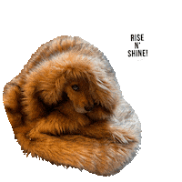 hsbroward dogs puppy sleepy wake up Sticker