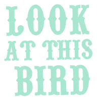 Look Bird Sticker