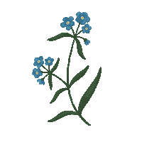 sonnemondundstina flower cottagecore wildflower forgetmenot Sticker