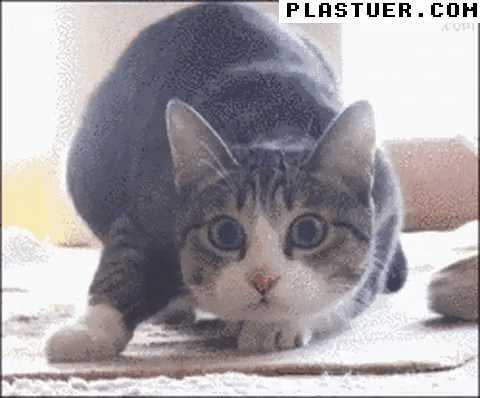 giphyupload GIF