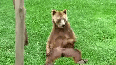 cuteanimalland giphyupload GIF