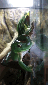 pets frog GIF