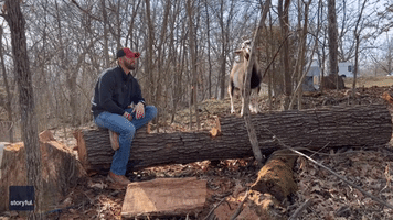 Resourceful Billy Goat Uses Branch to Scratch Itch