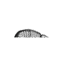 Black And White Illustration Sticker by The Wild Curiosity