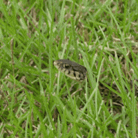 Mosesthebrozes snake snake in the grass what a snake looking like a snake GIF