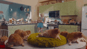 now that i found you shrampton GIF by Carly Rae Jepsen